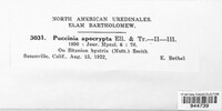Puccinia apocrypta image